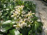 pachysandra-terminalis