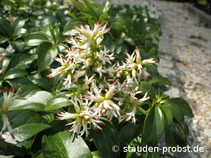 Pachysandra terminalis - Ysander, Dickanthere