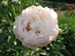 paeonia-aerie-2