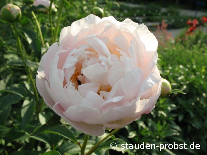 Paeonia 'Aerie' - Gartenpfingstrose