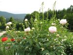 paeonia-aerie-3