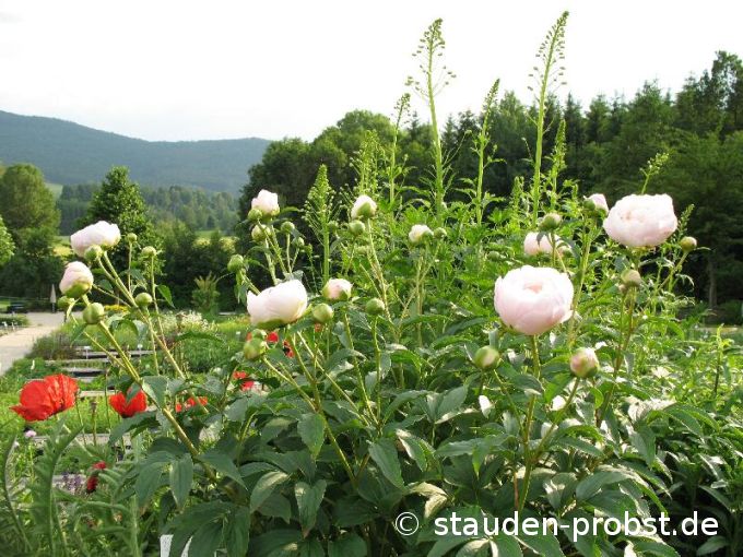 Paeonia 'Aerie' - Gartenpfingstrose