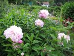 paeonia-bingen-2