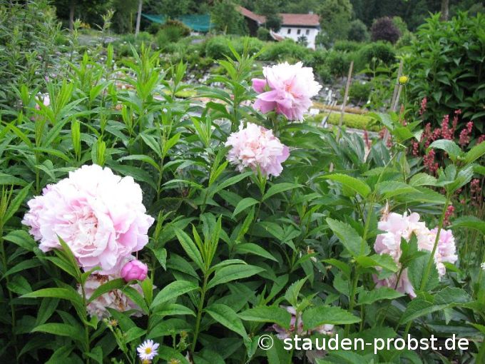 Paeonia lactiflora 'Bingen' - Pfingstrose