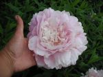 paeonia-bingen