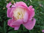 paeonia-bowl-of-beauty-3