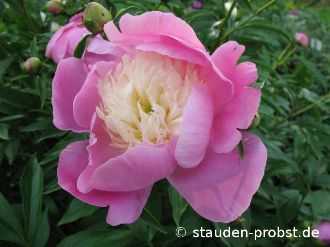 Paeonia 'Bowl of Beauty' - Gartenpfingstrose