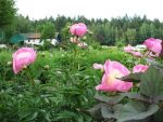 paeonia-bowl-of-beauty-4