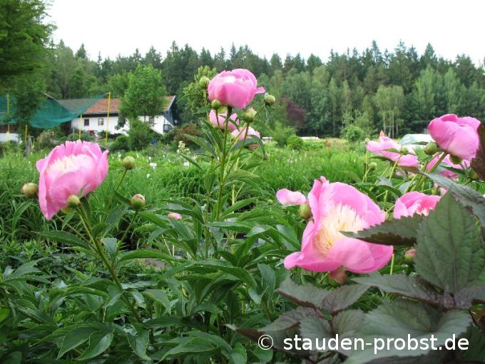 Paeonia 'Bowl of Beauty' - Gartenpfingstrose