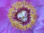 paeonia-officinalis-mollis-2