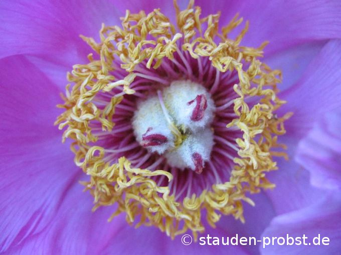 Paeonia officinalis 'Mollis' - Bauernpfingstrose