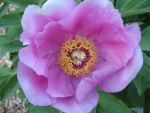 paeonia-officinalis-mollis-4