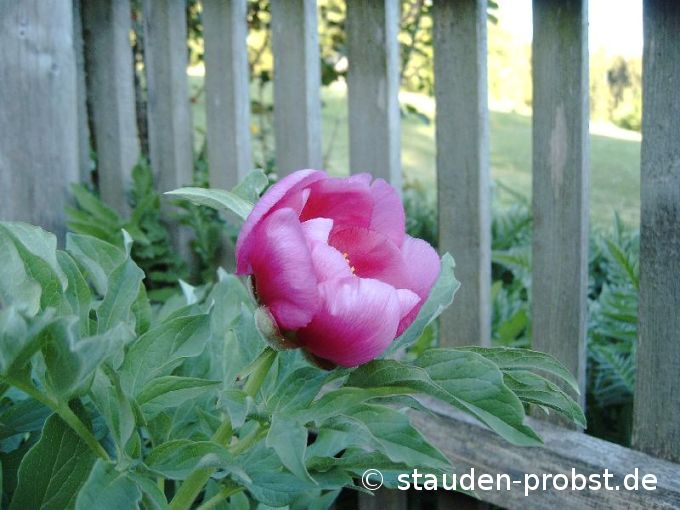 Paeonia officinalis 'Mollis' - Bauernpfingstrose