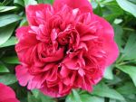 paeonia-officinalis-rubra-plena