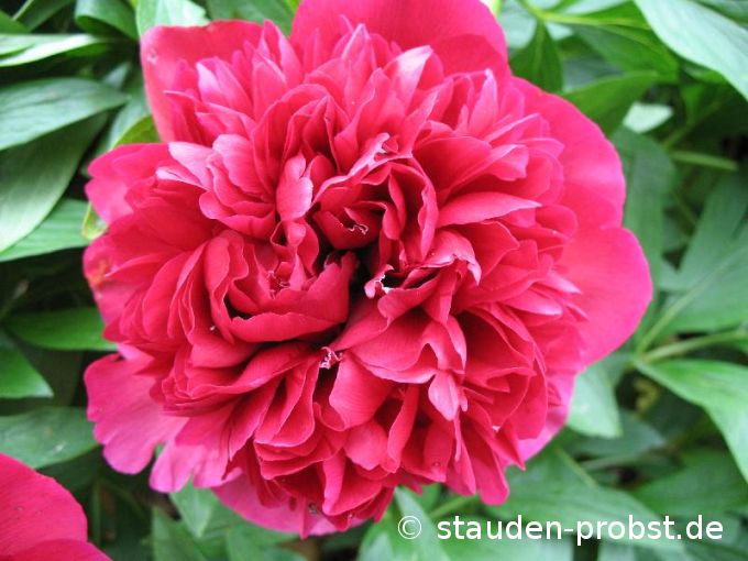 Paeonia officinalis 'Rubra Plena' - Bauernpfingstrose