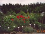 papaver-orientale-beauty-of-livermere-2