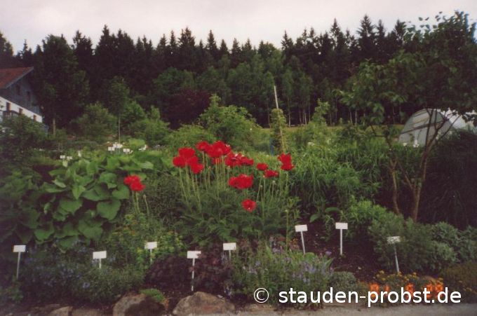 Papaver orientale 'Beauty of Livermere' - Türkenmohn