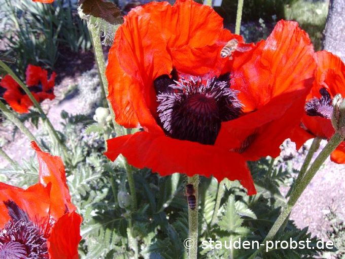 Papaver orientale 'Beauty of Livermere' - Türkenmohn