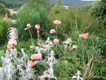 papaver-orientale-prinzessin-victoria-louise-2