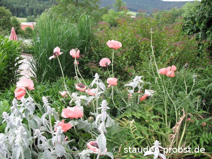 Papaver orientale 'Prinzessin Victoria Louise' - Türkenmohn