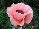 papaver-orientale-prinzessin-victoria-louise