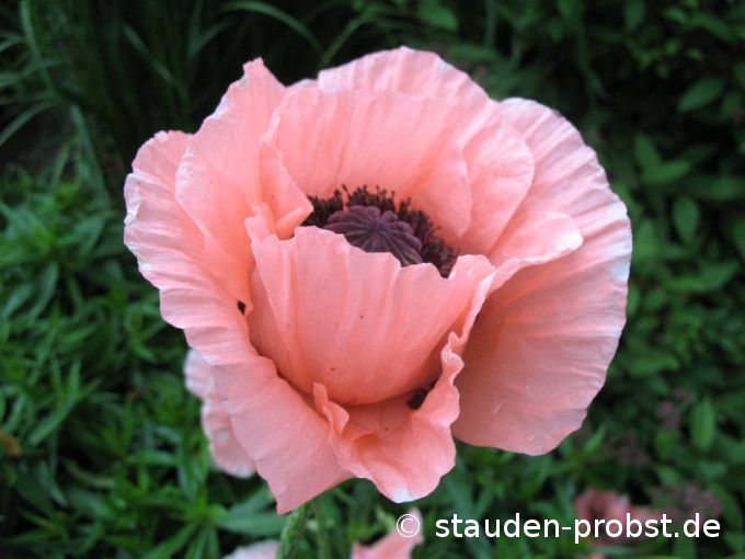 Papaver orientale 'Prinzessin Victoria Louise' - Türkenmohn