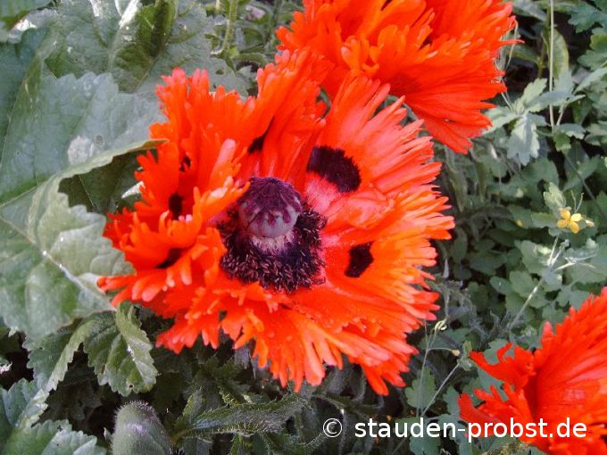 Papaver orientale 'Türkenlouis' - Türkenmohn