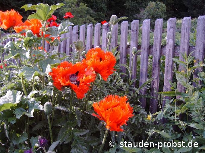 Papaver orientale 'Türkenlouis' - Türkenmohn