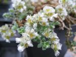 paronychia-kapela-ssp-serpyllifolia