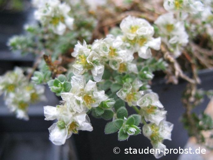 Paronychia kapela ssp. serpyllifolia - Mauerraute