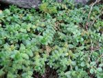 paronychia-kapela