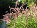 pennisetum-orientale-karley-rose-2
