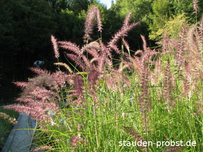 Pennisetum orientale 'Karley Rose' - Lampenputzergras