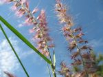 pennisetum-orientale-karley-rose
