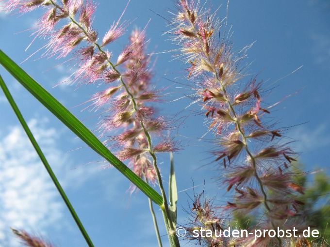 Pennisetum orientale 'Karley Rose' - Lampenputzergras