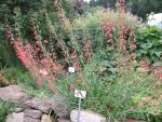 penstemon-barbatus-coccineus-2