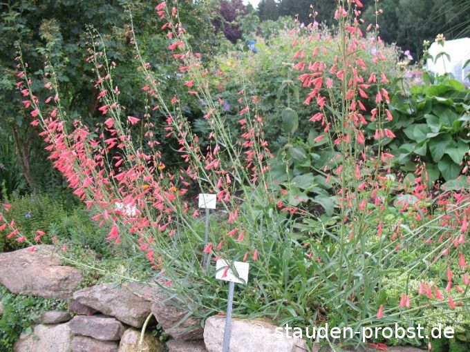 Penstemon barbatus 'Coccineus' - Gartenbartfaden