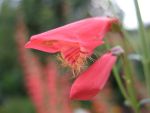 penstemon-barbatus-coccineus