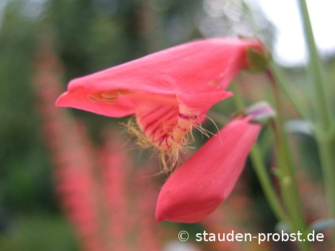 Penstemon barbatus 'Coccineus' - Gartenbartfaden