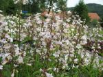 penstemon-digitalis-2
