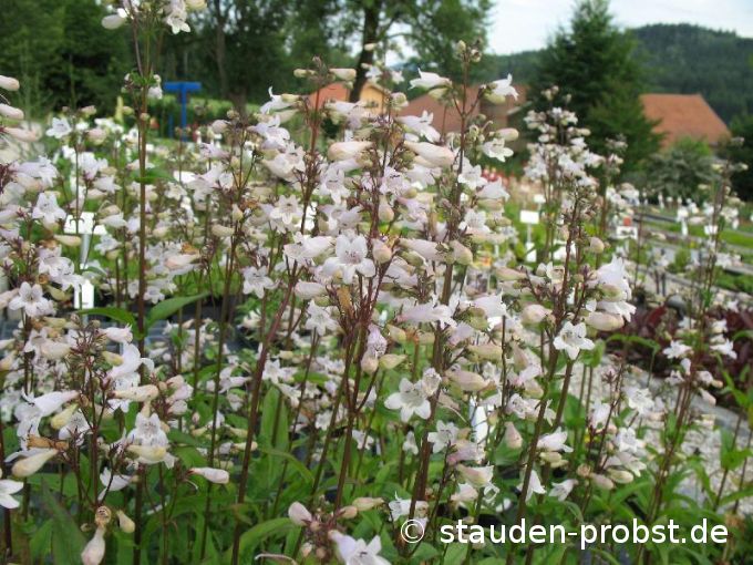 Penstemon digitalis - Fingerhut Bartfaden
