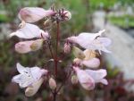 penstemon-digitalis-huskers-red