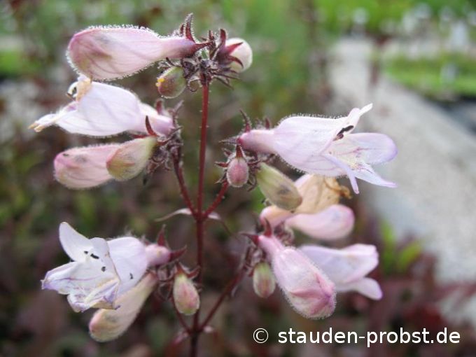 Penstemon digitalis 'Huskers Red' - Fingerhut Bartfaden