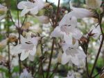 penstemon-digitalis