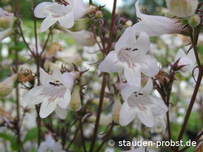 Penstemon digitalis - Fingerhut Bartfaden