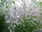 penstemon-hirsutus-2