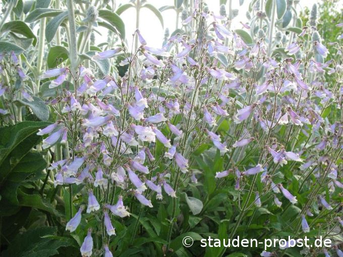 Penstemon hirsutus - Rauhaariger Bartfaden
