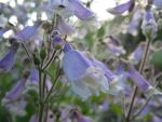 penstemon-hirsutus