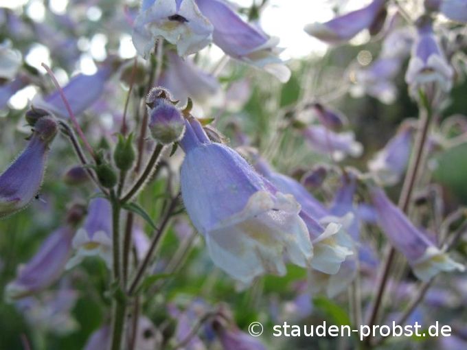 Penstemon hirsutus - Rauhaariger Bartfaden