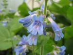 penstemon-ovatus